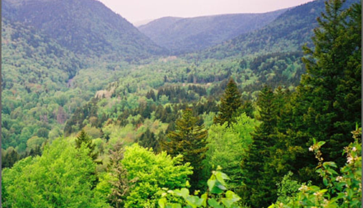 New Brunswick’s Acadian Forests