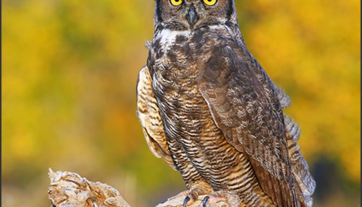 Great horned owl sitting on a stump
