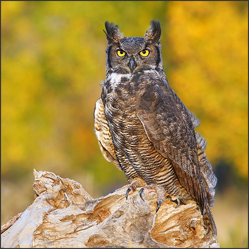 Great horned owl sitting on a stump