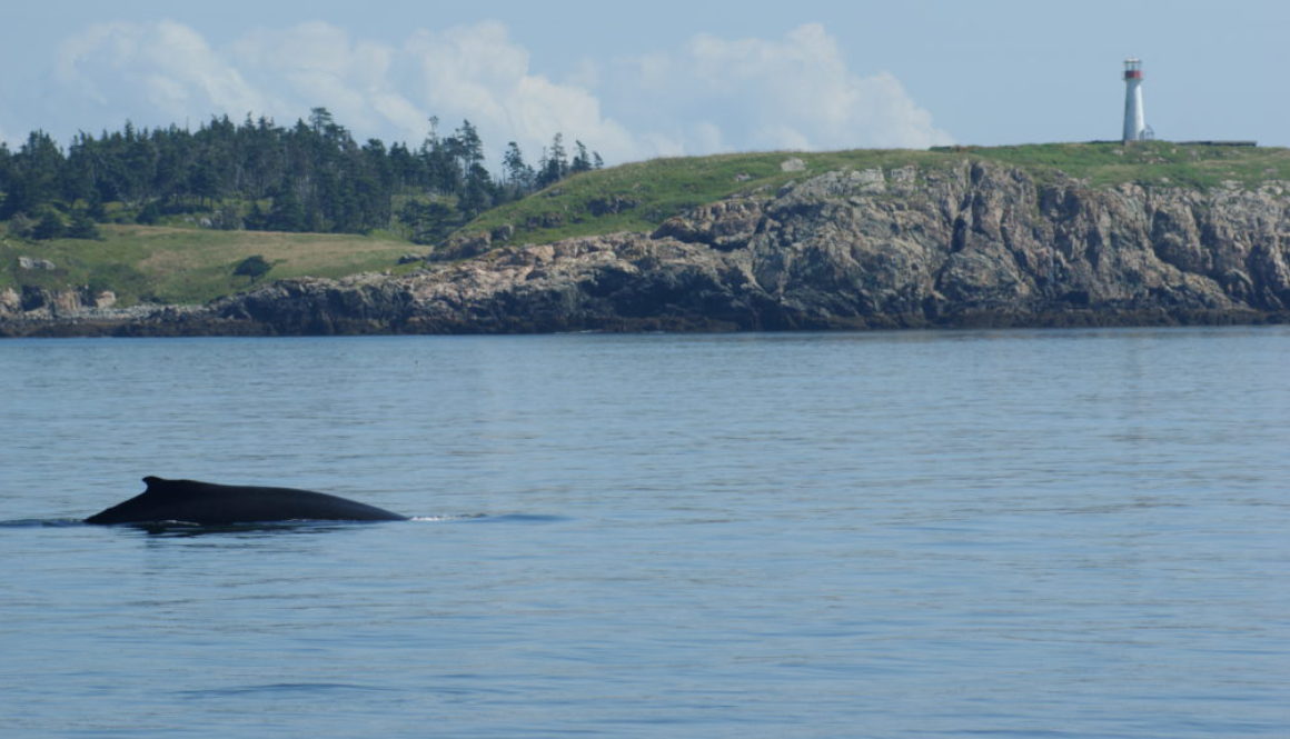 From sightseer to supporter in the Bay of Fundy