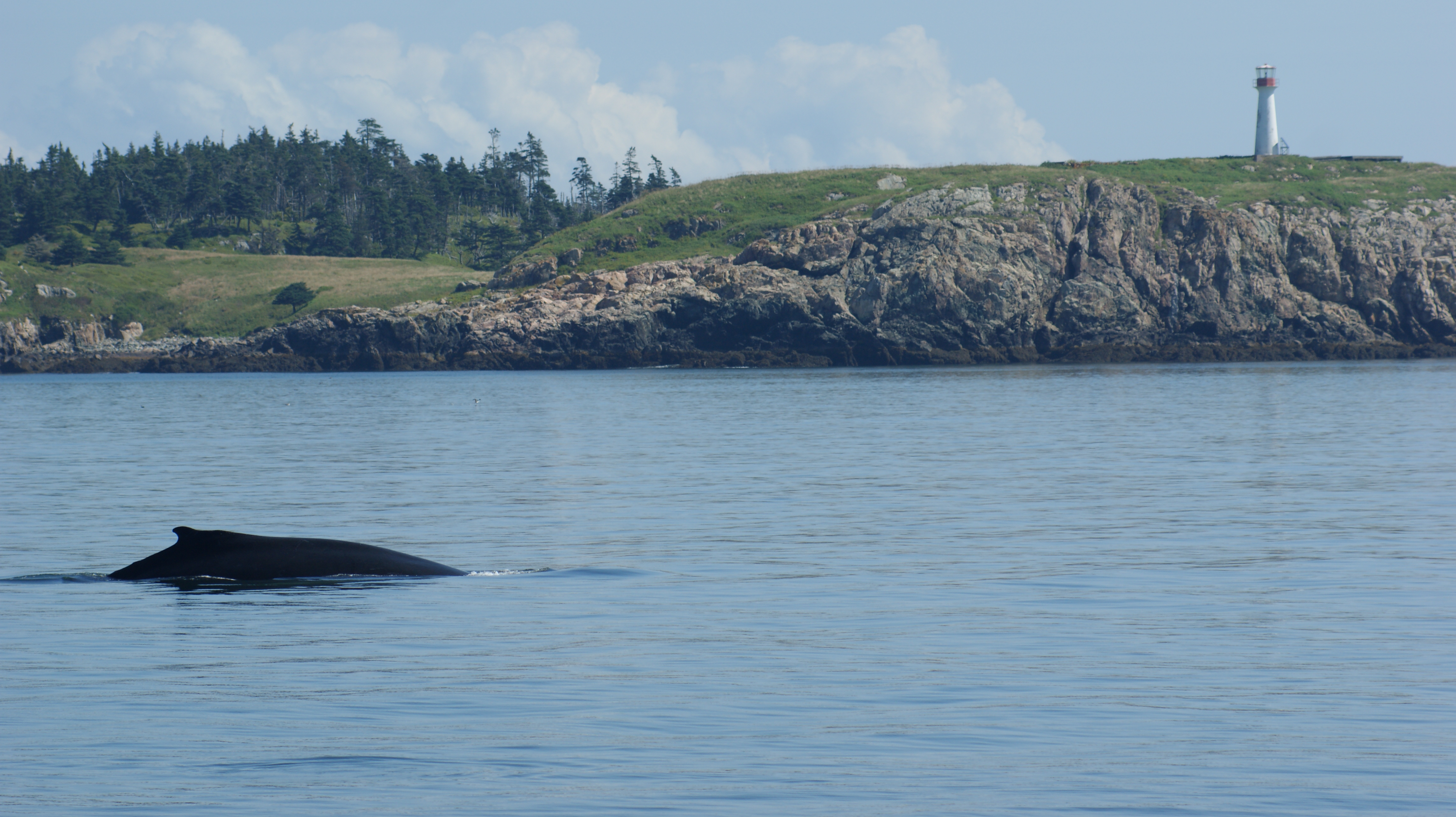 From sightseer to supporter in the Bay of Fundy