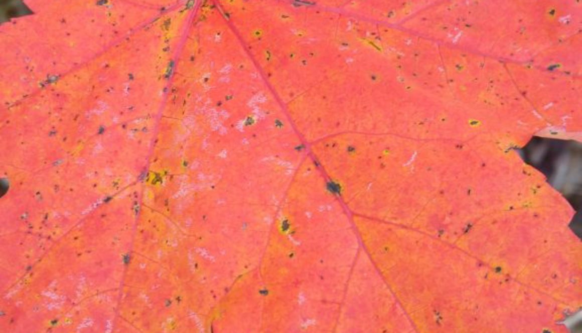 HardingH_10Fall_LeafVeins