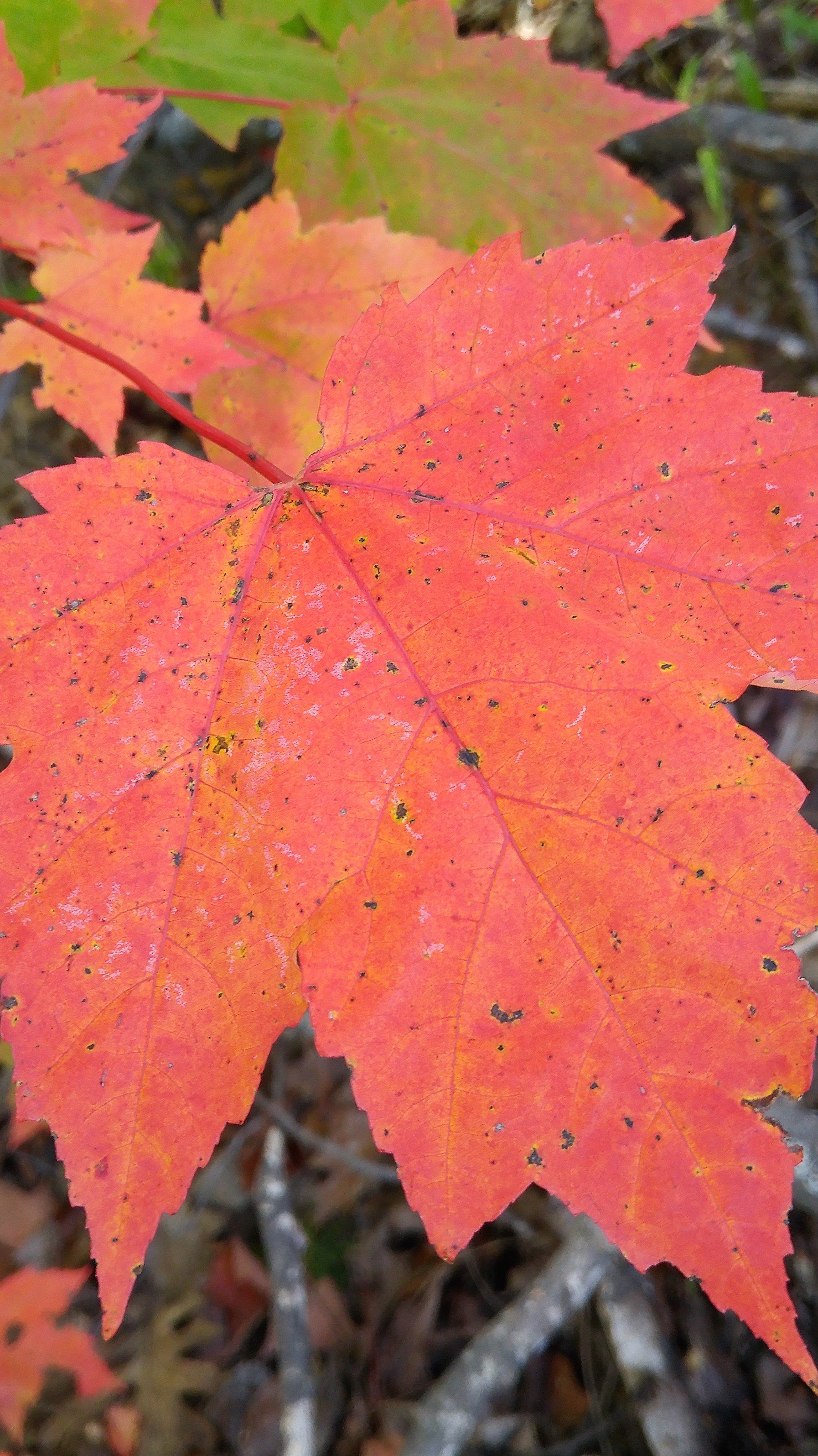HardingH_10Fall_LeafVeins
