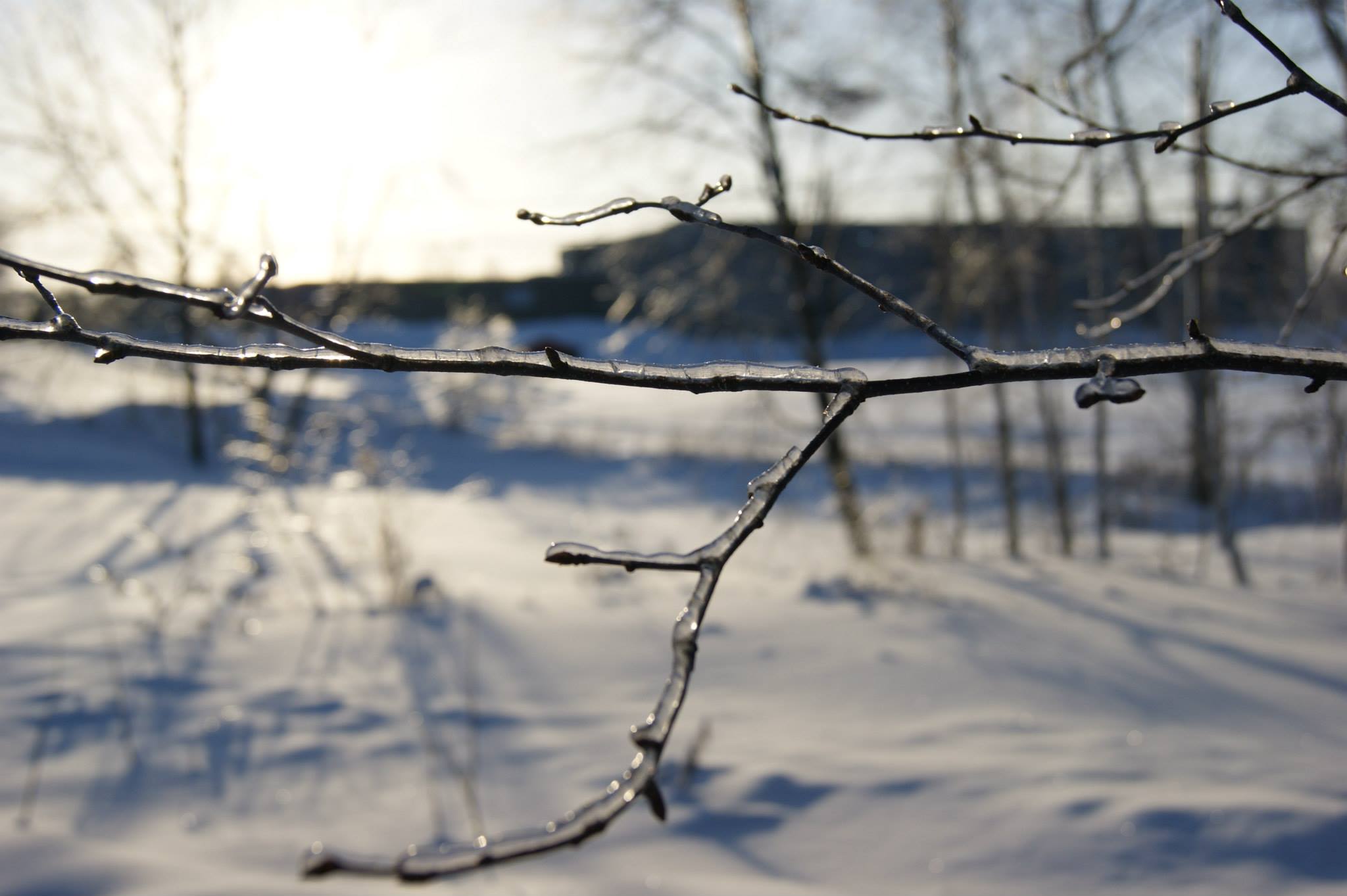HardingH_10Winter_Header