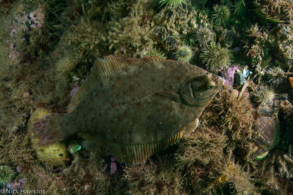 10 Underrated species of the Bay of Fundy CPAWS New Brunswick