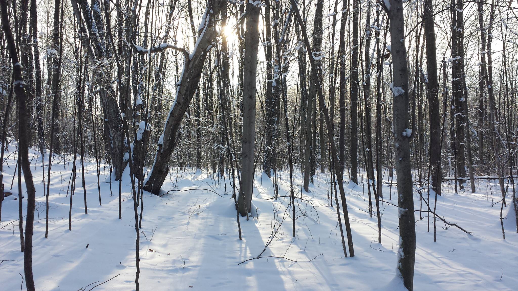 ReimerJ_Valentine_Header