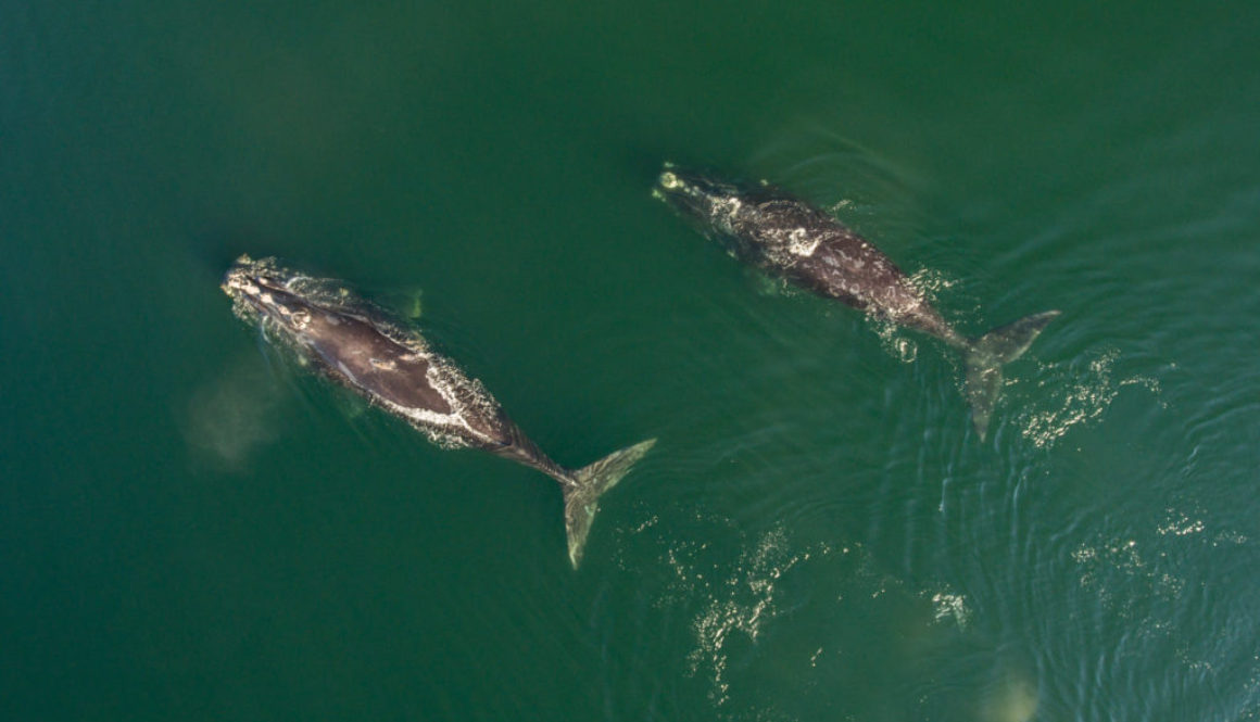 Right-Whales-Bay-of-Fundy-Nick-Hawkins-19