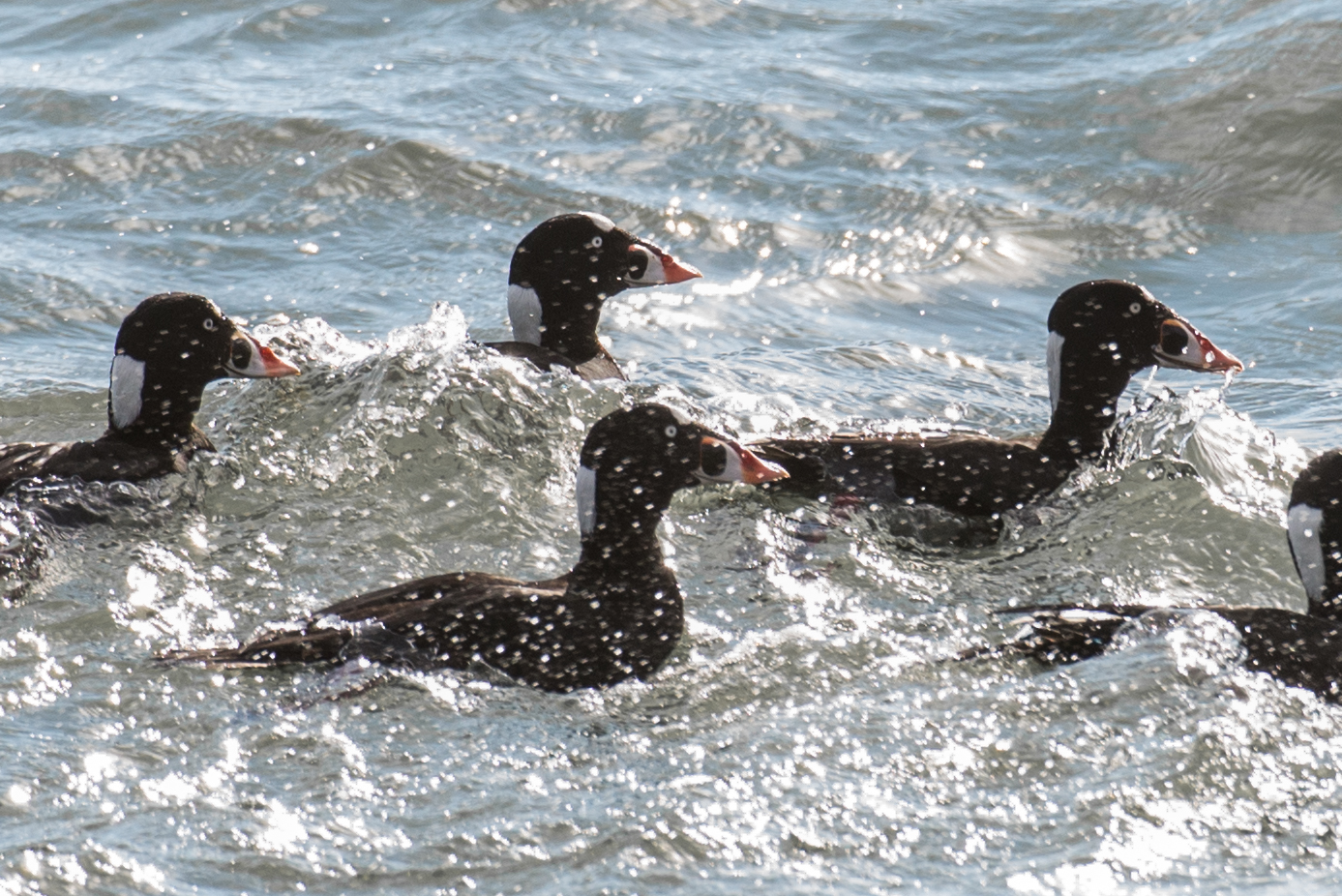 ReimerJ_ConservationNation_Header