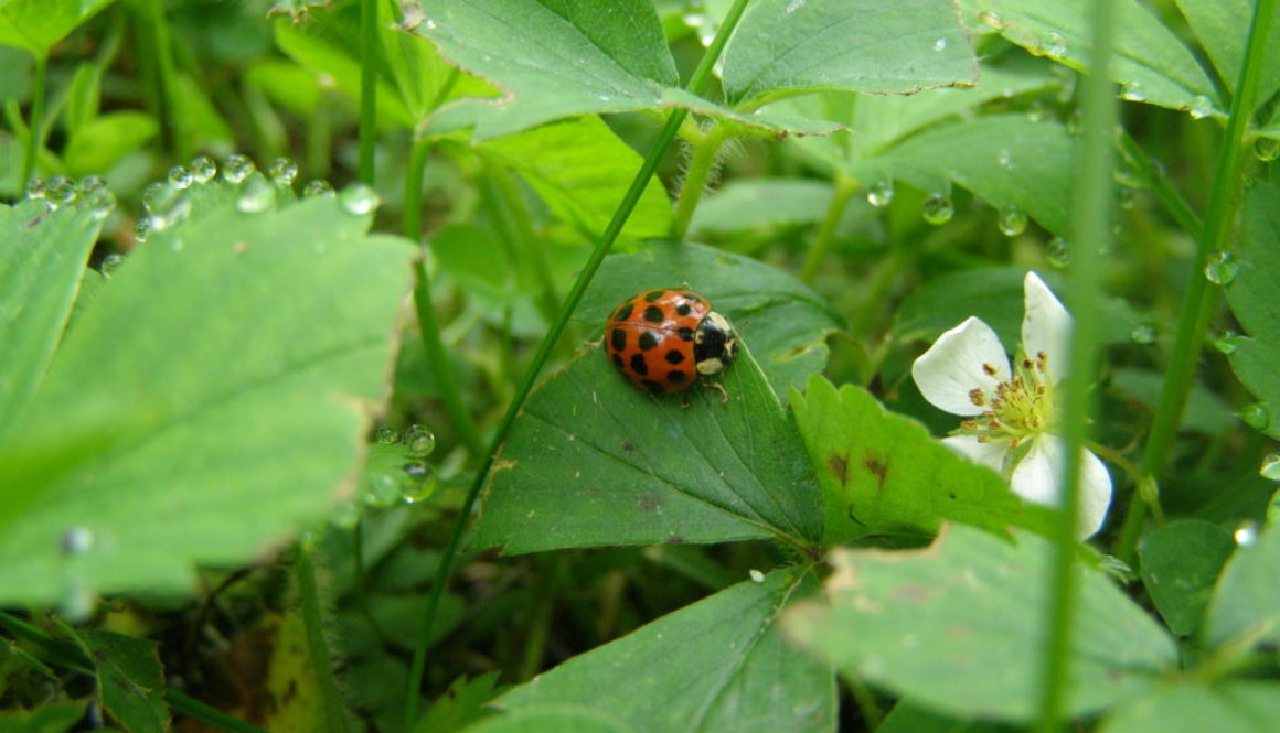 Don’t be bugged, we need insects!