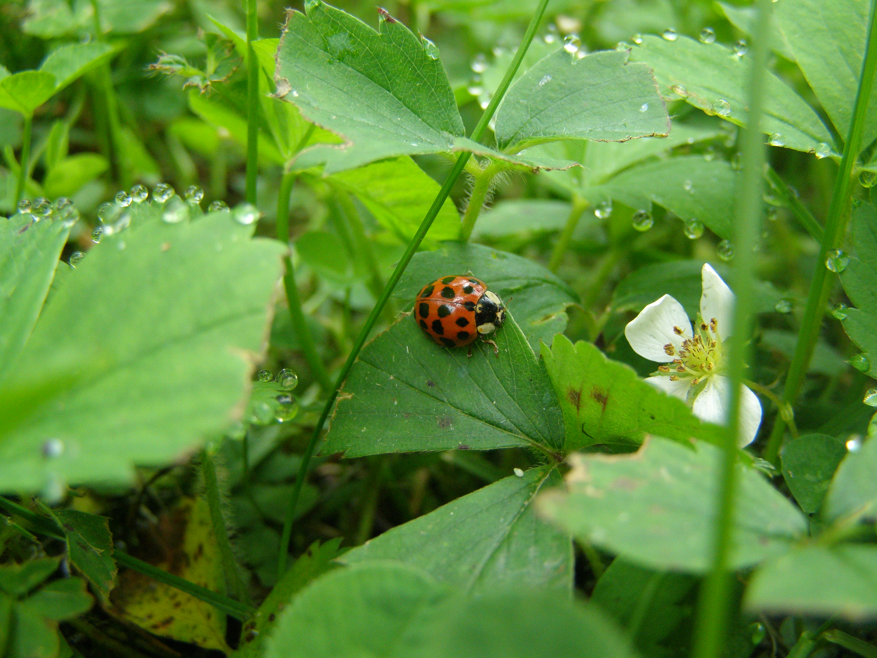 Don’t be bugged, we need insects!