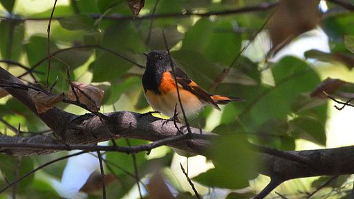 HardingH_SpottersGuide_Photo7