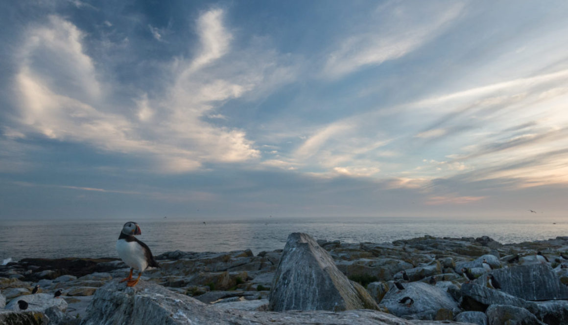 Machias Seal Island, Bay of Fundy, New Brunswick, Canada