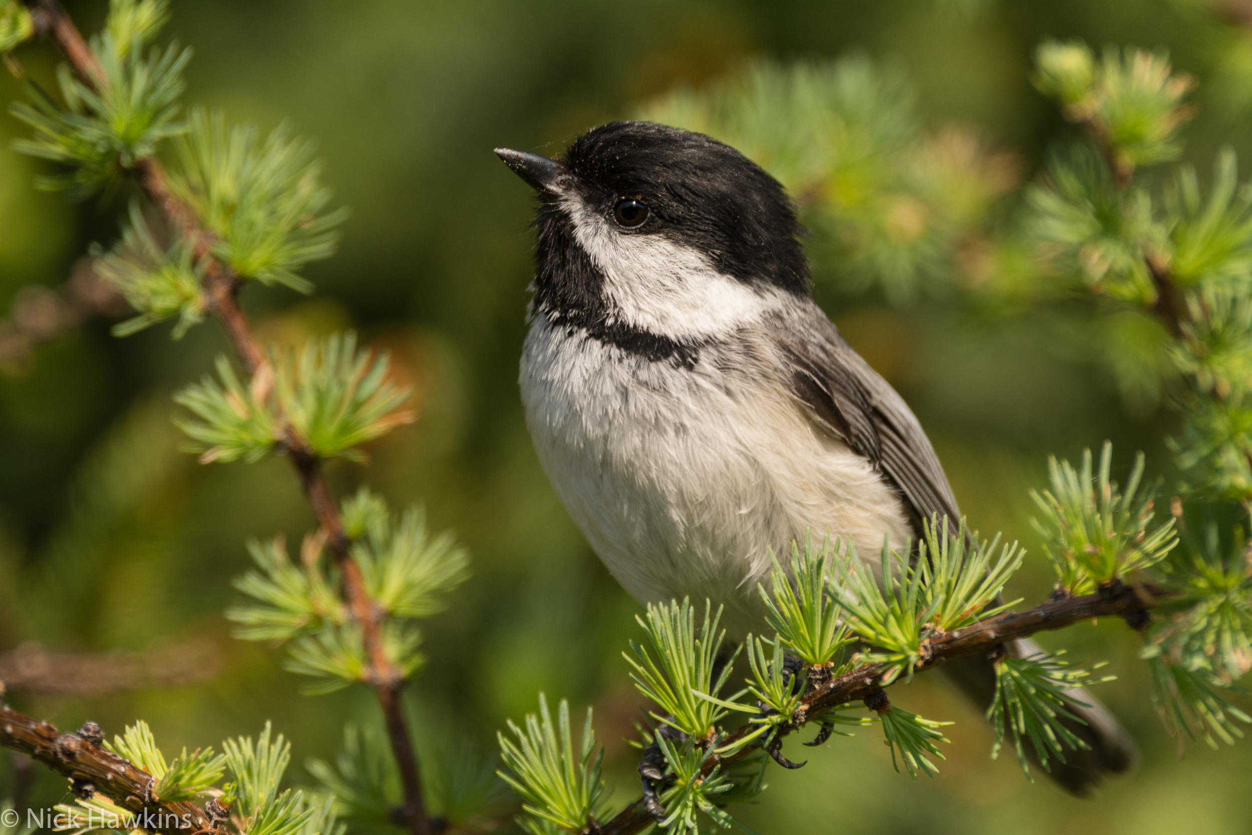 ReimerJ_NBDay_Header