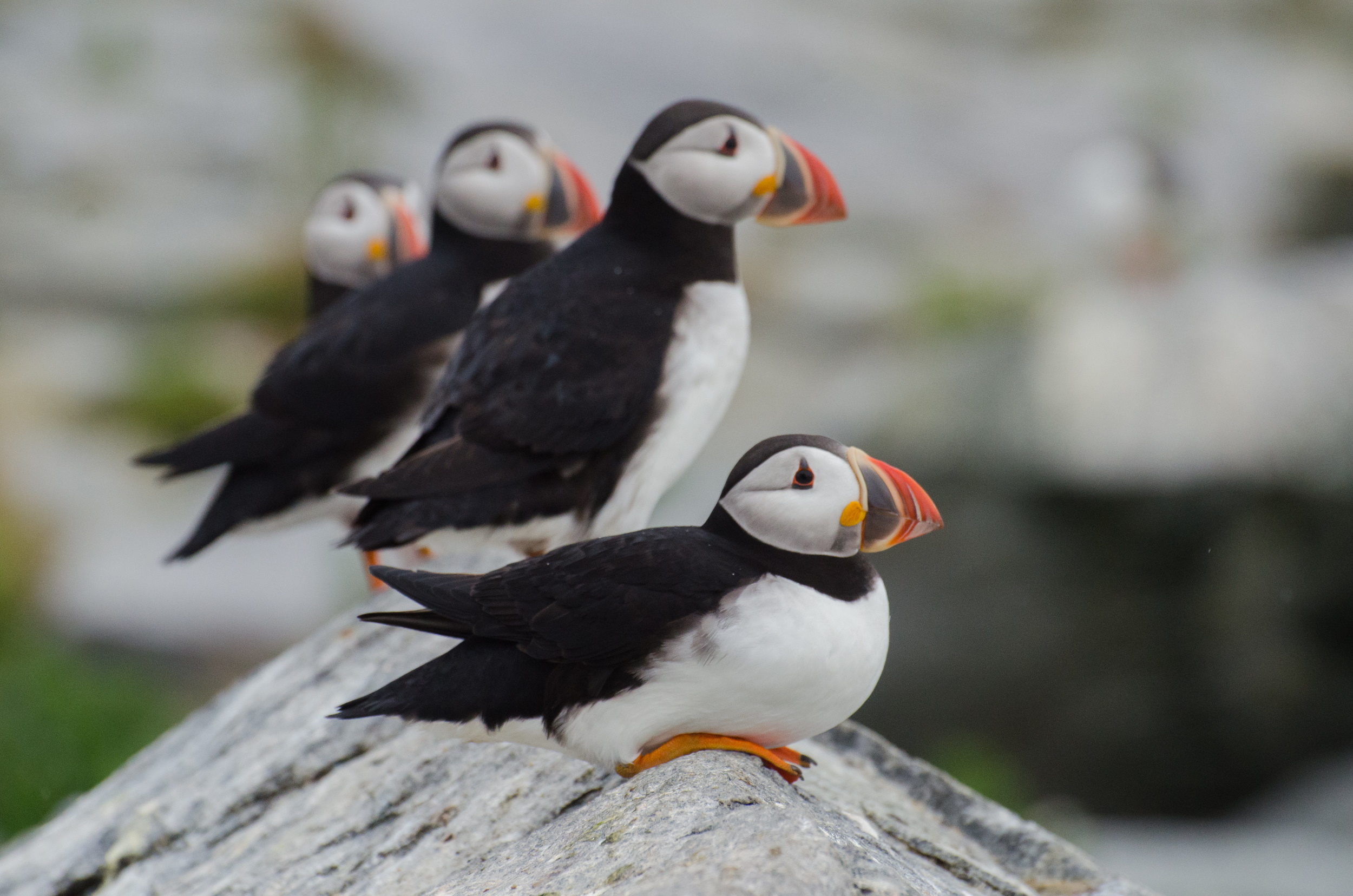 ReimerJ_Staff1_Header