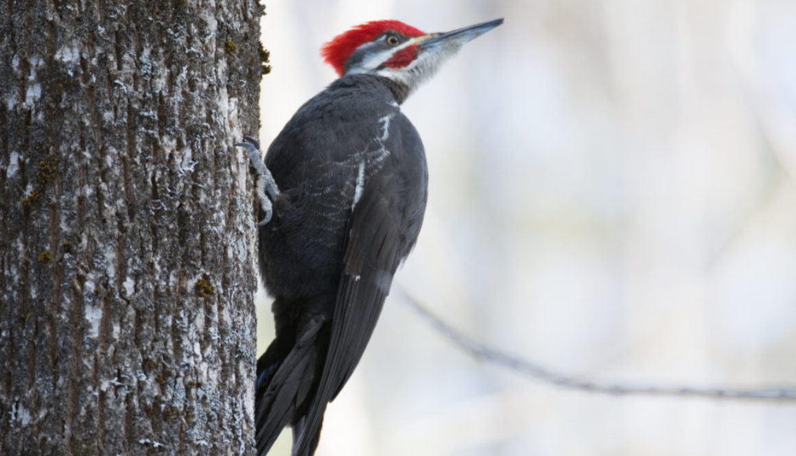 ReimerJ_WinterBirds_Header