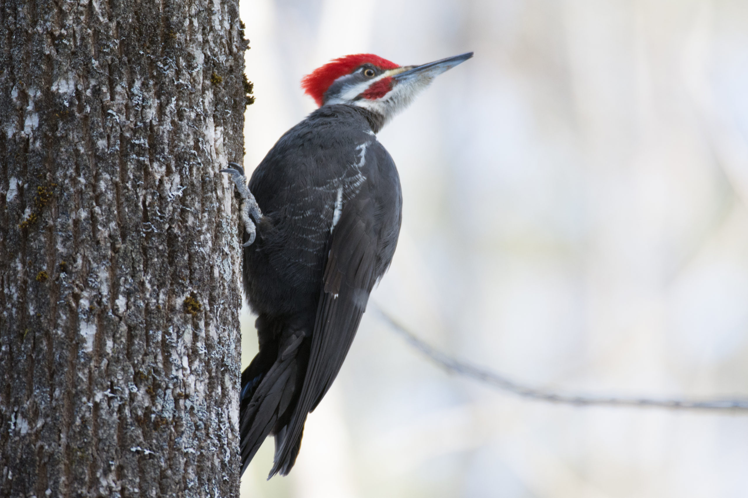 ReimerJ_WinterBirds_Header