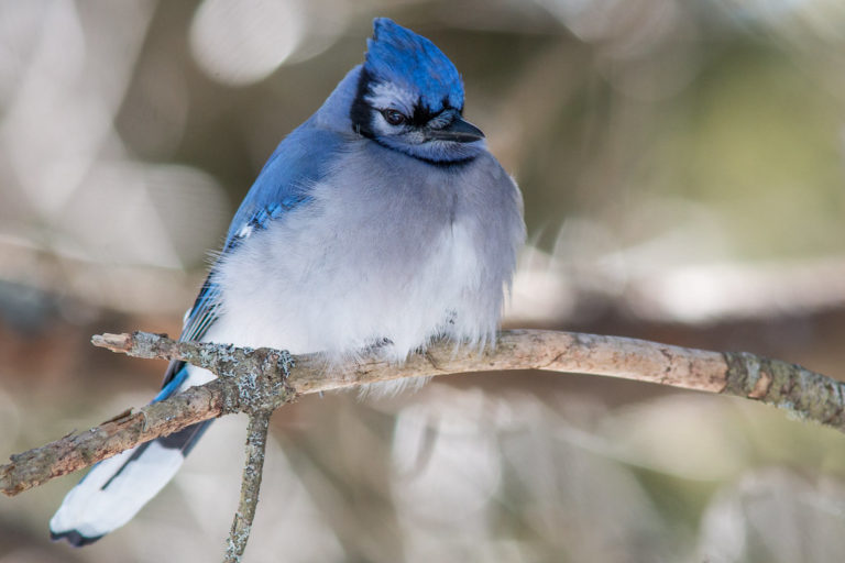 birds-in-winter-how-do-birds-stay-warm-in-the-winter