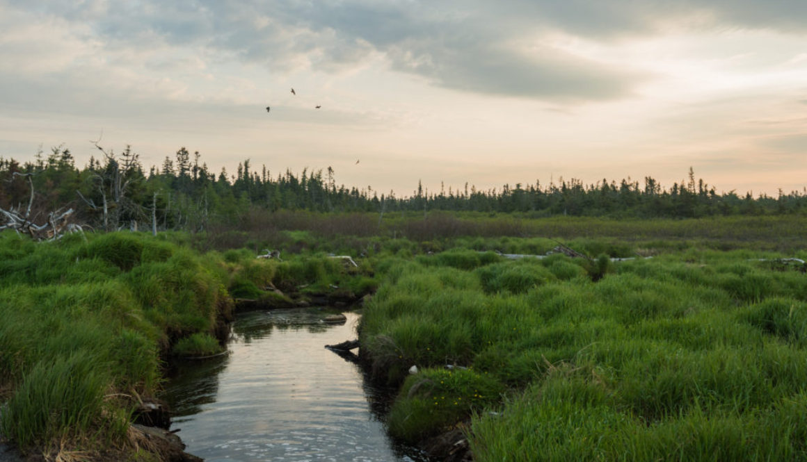 WierdsmaK_NatureCertainty_Header