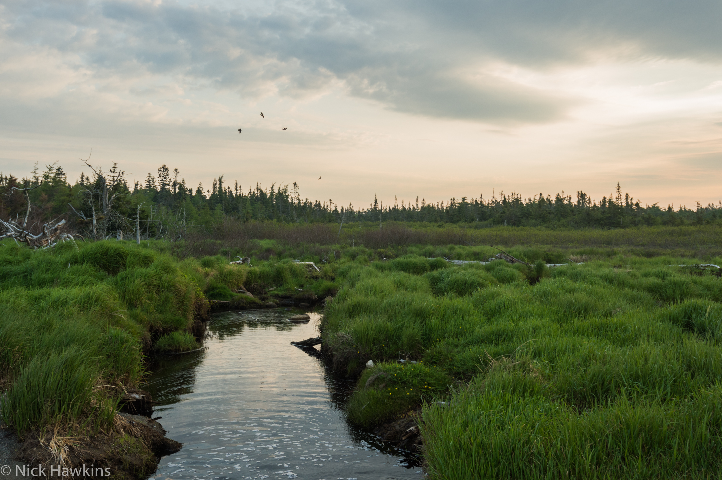 WierdsmaK_NatureCertainty_Header