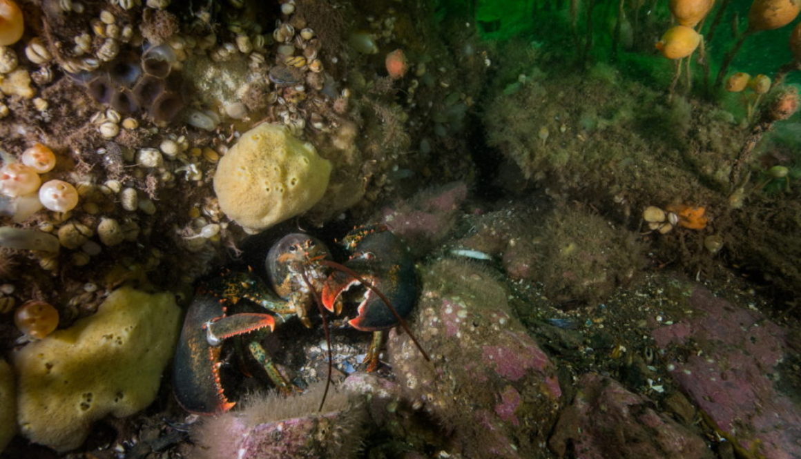 American lobster photographed off Deer Island Point, New Brunswick, Canada.