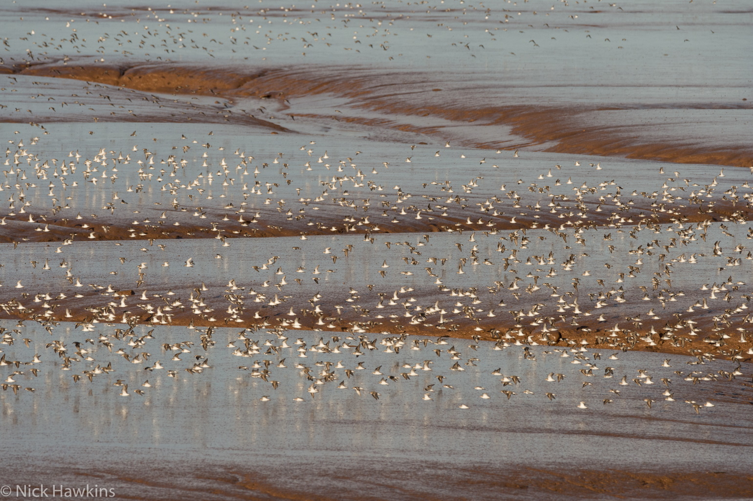 CarrM_BeachHabitats_Header