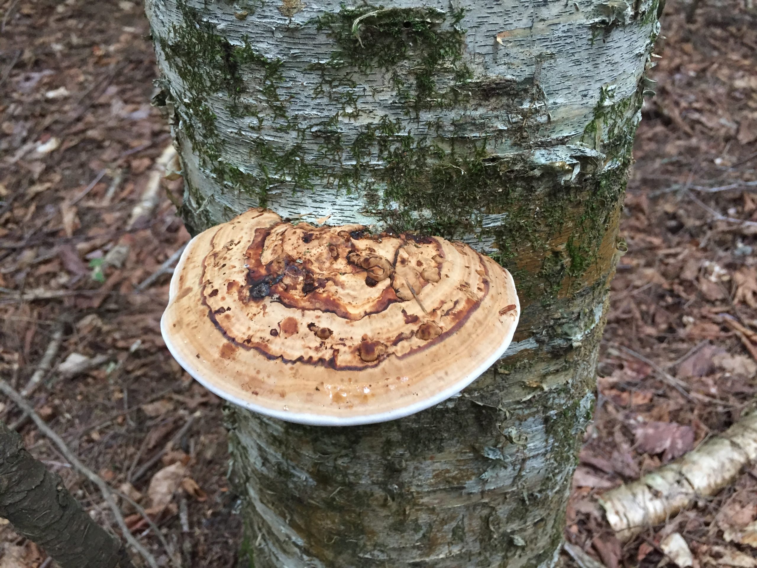 HickeyG_Wabanaki_Cover