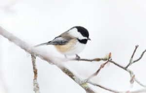 Black-Capped Chickadee sitting on an icy branch