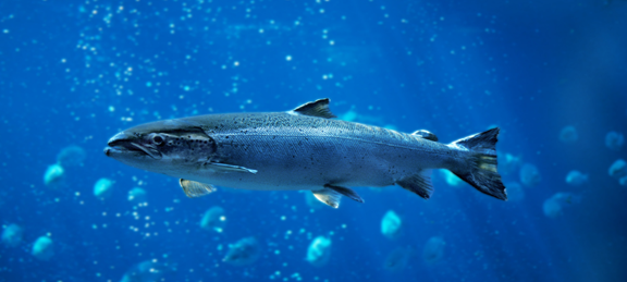 Picture 4 - No Photo Credit - Pic from Canva