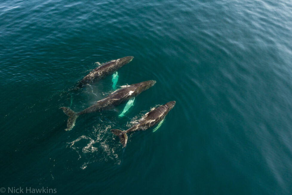 Nick-Hawkins-Bay-of-Fundy-humpback-whale-0034