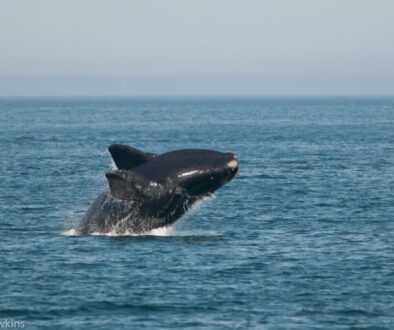 Right-Whales-Bay-of-Fundy-Nick-Hawkins-1(small)